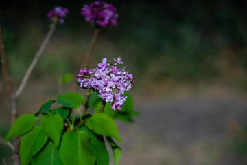 Obraz premium Lilac blooming in a garden