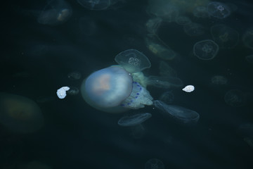 Congestion Millions of jellyfish floating in the sea lagoon as a result of penetration of cold flow. Danger to people swimming. As an unusual background for decoration and creative design