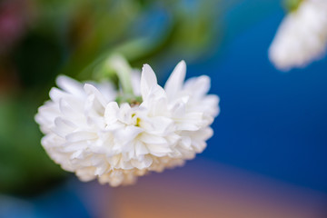 Autumnal flowers in park