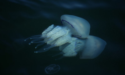 Congestion Millions of jellyfish floating in the sea lagoon as a result of penetration of cold...