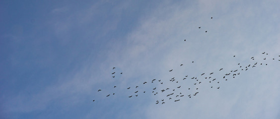 Obraz premium Sky with birds