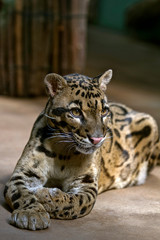 Portrait - Cloud Leopard . Wild animal in zoo. Big spotted cat . Close up.