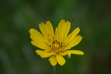 Fleur jaune