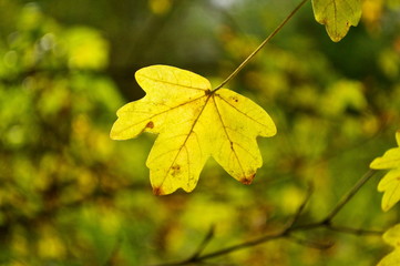 yellow maple leaves on a background
