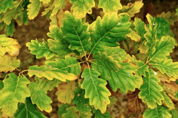 green oak leaves 