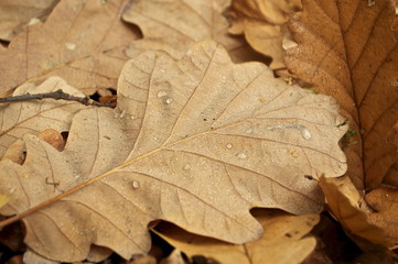 autumn leaves on wooden background