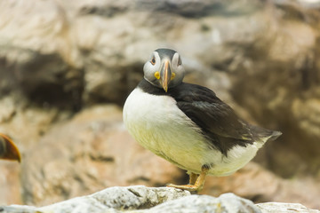 Bird, wildlife and zoo concept - Atlantic Puffin or common puffin