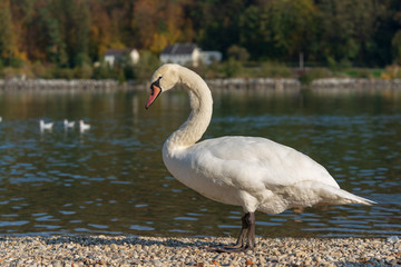 Schwan