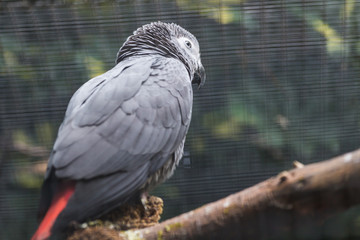 Bird, wildlife and zoo concept - African Gray Parrot sitting on a tree branch