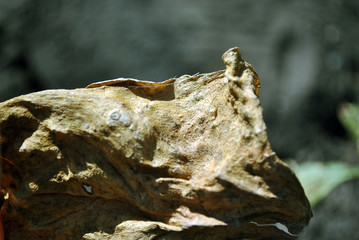 Dry leaf texture, natural organic  background, close up detail, soft bokeh background