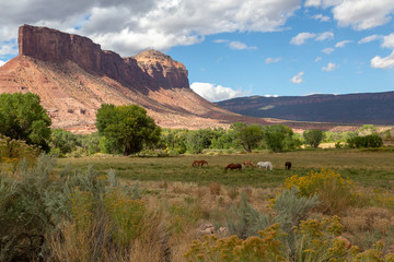 Fototapeta premium Horses grazing in a pasture below a large mesa 