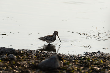 Beccaccino (Gallinago gallinago)