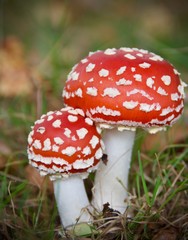 fly agaric mushroom