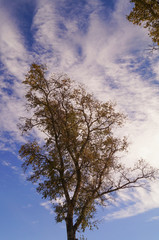 poplar tree in autumn with leaves and sky