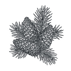 Pine cone with branch on a white background. 