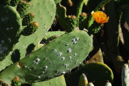 Invasion de cochenilles sur figuier de Barbarie