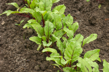 beet grows on the garden.
