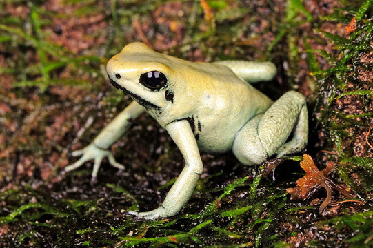 Schrecklicher Pfeilgiftfrosch (Phyllobates terribilis) - Golden poison frog