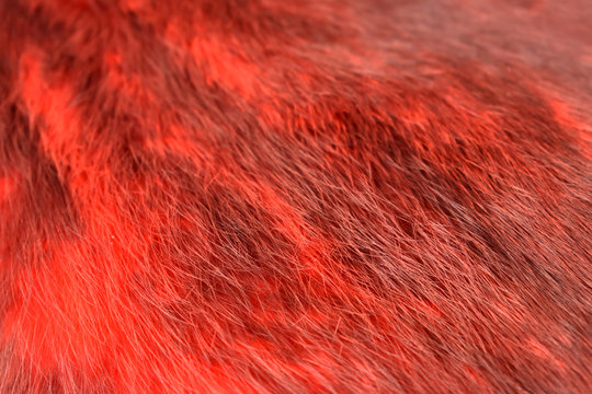 Red fur Stock Photos, Royalty Free Red fur Images