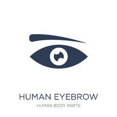 Human Eyebrow icon. Trendy flat vector Human Eyebrow icon on white background from Human Body Parts collection