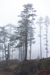 Fototapeta na wymiar Trees in the morning mist
