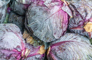Fototapeta na wymiar Red cabbages are in a pile. The cut ends and red veins are showing.