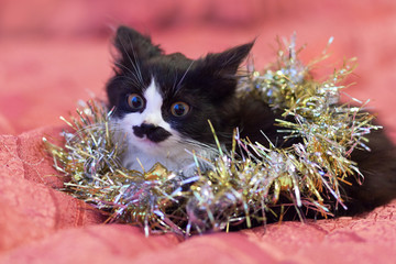 Handsome black and white cat covered in silver tinsel - a Christmas kitty