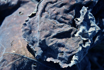 Dry blue leaf texture, natural organic background, close up detail, soft wavy lines
