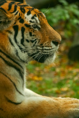 Young tiger in the zoo close-up.