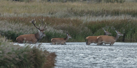 Rotwild im wasser