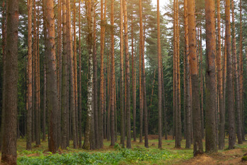 Fototapeta premium Pine forest in the fall.