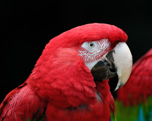 red macaw parrot