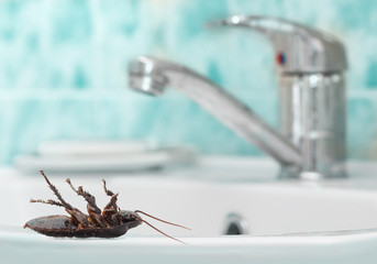 Dead cockroach on the washstand on the background of the water faucet and blue tile in bathroom. Inside high-rise buildings. Fight with cockroaches in the apartment. Extermination.