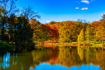 Trees in fall colors