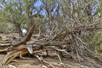 old twisted dead Juniper tree in the desert southwest