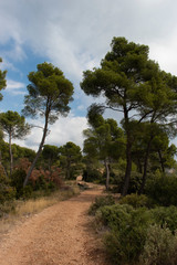 Fototapeta na wymiar La forêt de pins