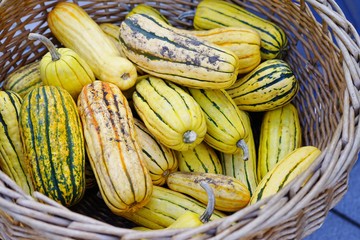 Basket of striped yellow and green delicata squash in the fall