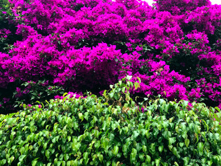 Pink bugambilia flowers over ficus tree