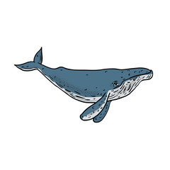 Humpback Whale Color Drawing