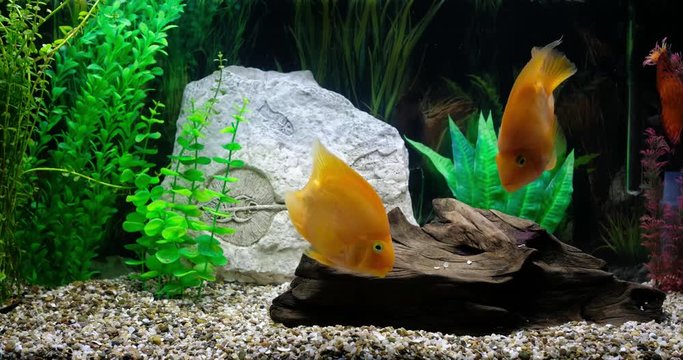 Two parrot fish and discus swim in an aquarium