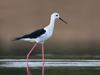 Black-winged Stilt Closeup Portrai