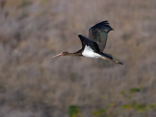 Black Stork in Flight
