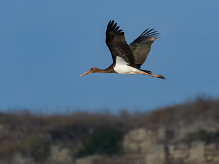 Black Stork in Flight