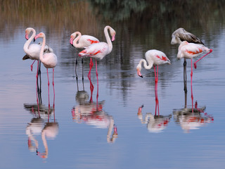 Greater Flamingos Resting on the Pond