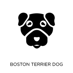 Boston Terrier dog icon. Boston Terrier dog symbol design from Dogs collection.