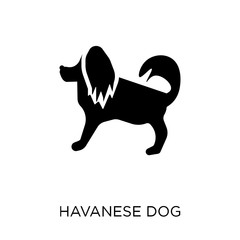 Havanese dog icon. Havanese dog symbol design from Dogs collection.