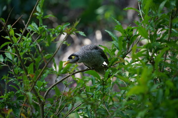 bird on branch