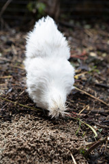 Martirene-Alcantara-Chicken-013
