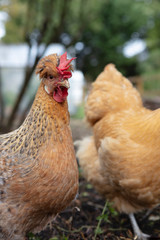 Martirene-Alcantara-Chicken-016