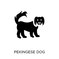 Pekingese dog icon. Pekingese dog symbol design from Dogs collection.